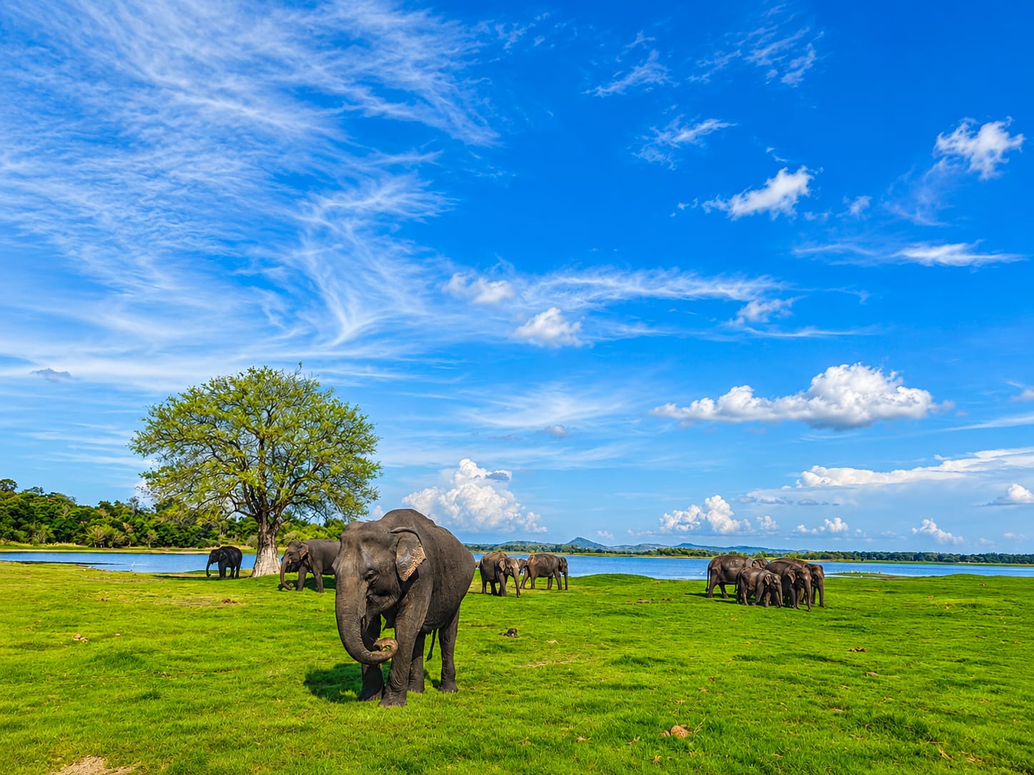 Minneriya National Park