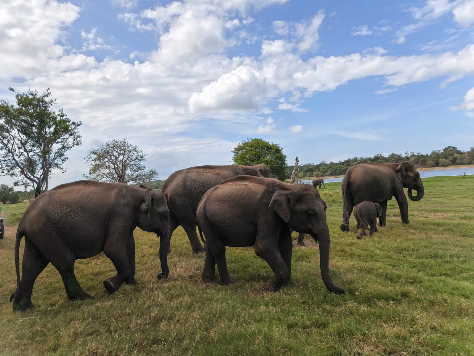 3. Elephant Safari Pro