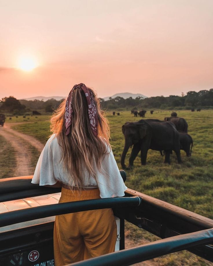Golden Sunset Safari Game Drive