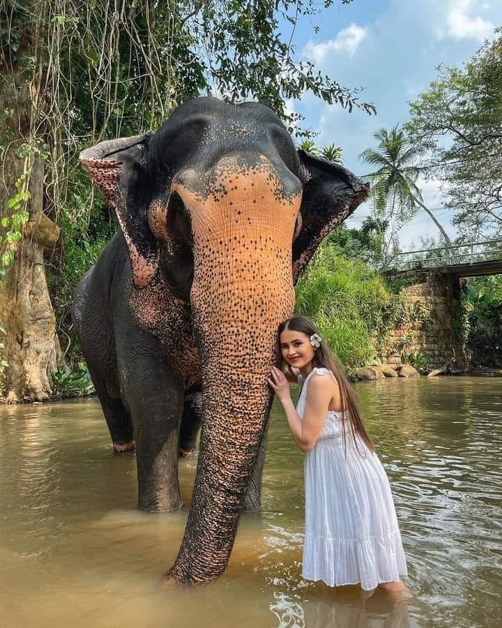 Gentle Giant Close Encounter