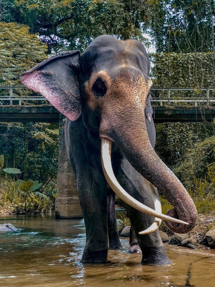 Majestic Sri Lankan Tusker Elephant