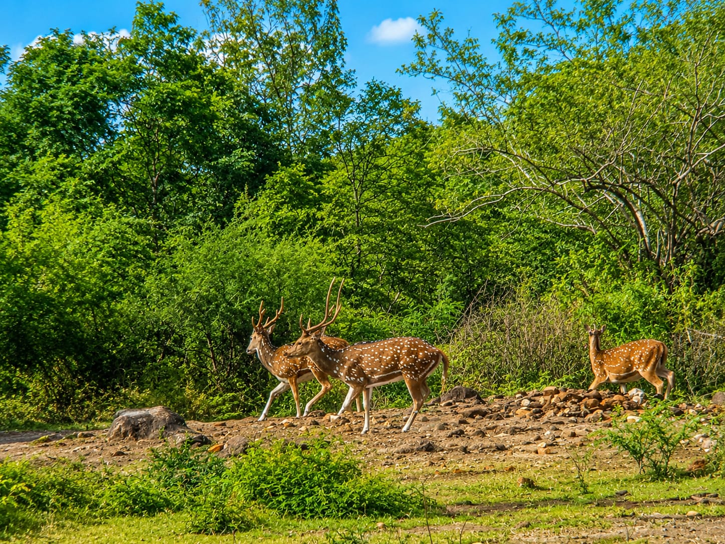 Sri Lankan Spotted Deer Herd